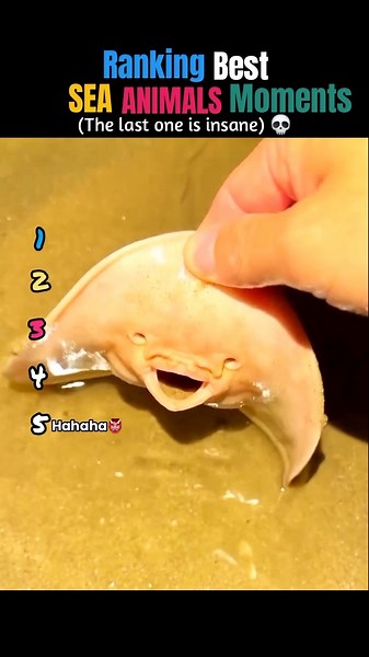 😱 Ranking the best " SEA ANIMAL MOMENTS 🐬🔥" on internet ... #usa #1