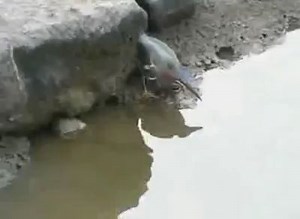 29K views · 8.4K reactions | Ok, we have seen many crazy stuff on the net....but we think this one is just incredible !! have you ever seen a bird doing surface fishing with bread ????? have a look to this video, it is incredible how clever can be some animals ! | Prologic | Facebook