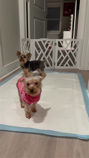 Success with Enormous Potty Pads for Dogs
