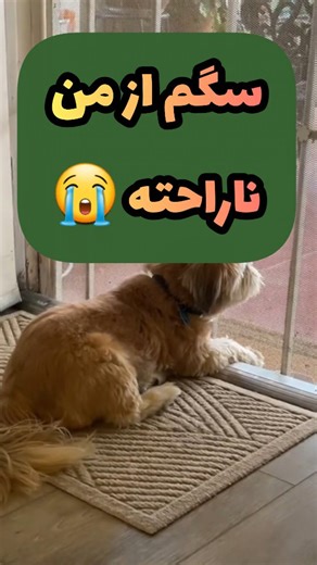 ‎پت‌پزشک 🐶‎ on Instagram‎: "بیماری برای حیوونا واقعا ظلمه😭 . . Pet.Pezeshk💚 . . #سگ #حیوانات_خانگی #دامپزشک #سگ_خانگی #پت #سگ_آپارتمانی #سگ_بهترین_دوست_بشریت #سگها #حیوانات_را_دوست_بداریم #سگ_زیبا #شیتزو #پامرانین"‎