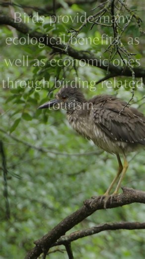 76 reactions · 26 shares | Fall bird migration is in full swing!...