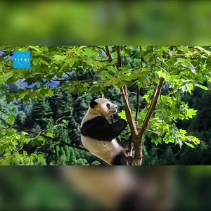 19K views · 666 shares | Do you know what is happening in China? The latest Chinese news！ Follow us. | Yicai 第一财经 | Facebook