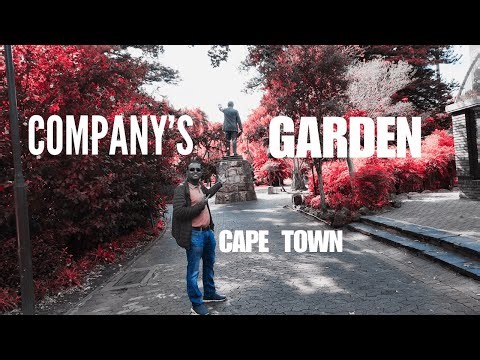 Squirrels, The Company’s Garden, Cape Town 🐿️🌳