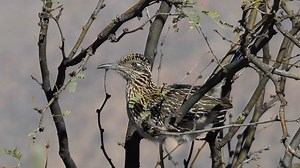 8.5K views · 542 reactions | Greater Roadrunner (Geococcyx californianus) | BIRDS & Nature | Facebook