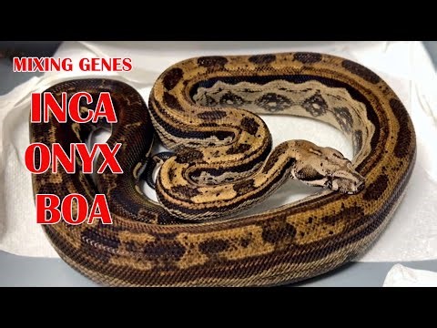INCA ONYX BOA GENE COMBINATION!