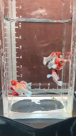 เด็กๆอายุ 1เดือนนิดๆ #aquarium #planetaquarium #ปลาบอลลูน #ปลาสวยงาม