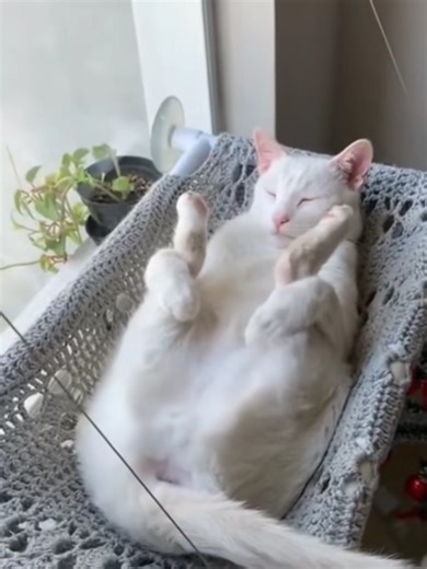 Funny Cats😅😅😅 #fyp #viral #uktiktok #petsoftiktok #funnycats | cat funny