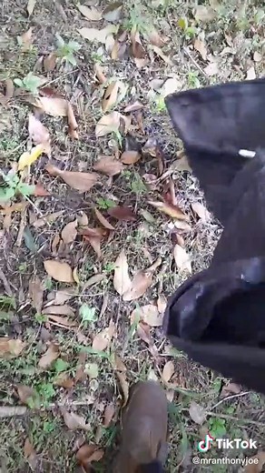 Relocating a python