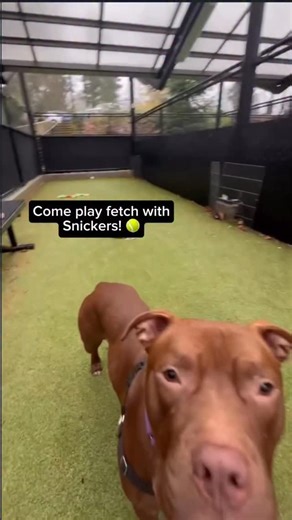 2.3K views · 496 reactions | Snickers has been waiting all week to...