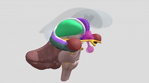 Limbic-system - 3D model by Living Anatomy (@NYUSOMAnatomy)