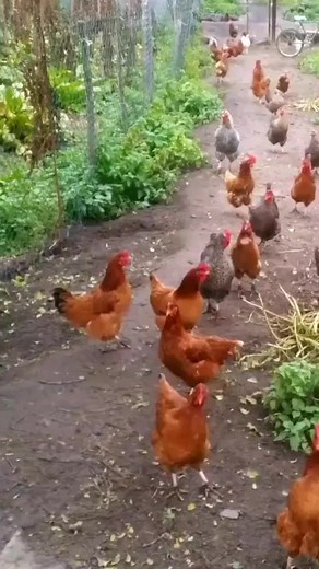 Best Chicken Breeds for Backyard Farming