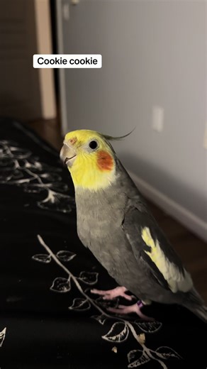 Cute Cookie Song by Cockatiel and Parrot | English Songs for Pet Birds 🍉