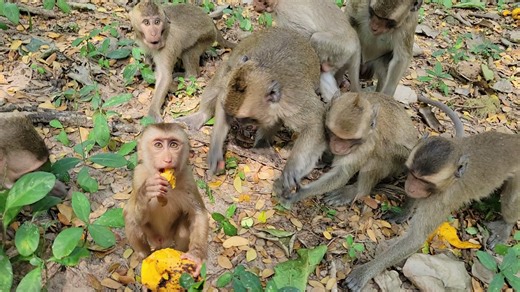 Oh Wow ! Very Excited Kids Monkey, They Show Feels Hungry Eat Some Snacks🌿💖🐒 | Your Monkeys