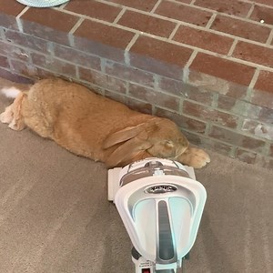 Vacuuming = full body massage —————————— 𝗳𝗼𝗹𝗹𝗼𝘄 ——————————-⁣⁣ For more positive vibes—follow ➡️ @big_cocoa_puff ⁣⁣ ⁣ —————————— 𝗮𝗯𝗼𝘂𝘁 ——————————⁣⁣⁣⁣ Cocoa Puff is a 2-year-old Continental Giant rabbit and weighs 18.5 lbs. He is litter box trained and lives in our home cage free.⁣⁣ ⁣⁣ ————————— 𝗱𝗶𝘀𝗰𝗹𝗮𝗶𝗺𝗲𝗿 —————————⁣⁣ Please be aware that I am not a rabbit expert and you should always do your own research and consult your vet regarding your rabbit’s care. If you are concerned 