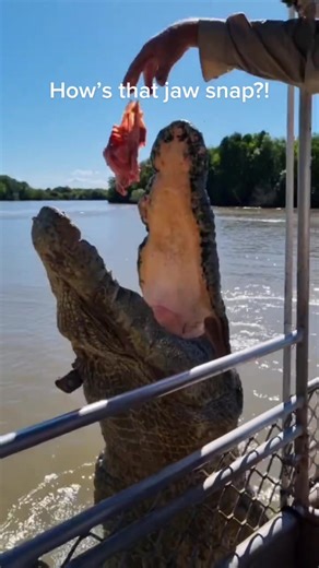 Brutus the Crocodile's Afternoon Snack Adventure