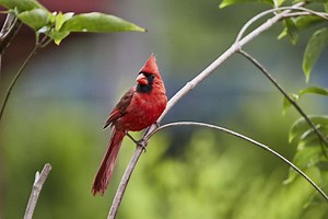 7 Tips You Need To Know Before Birdwatching For The First Time
