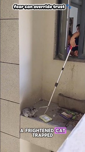 This Frightened Cat Kept Running From Her Rescuer 😿 #CatRescue #CatSaved