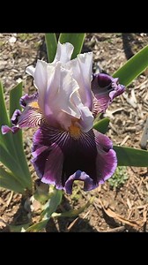 8K views · 521 reactions | Wild Vision tall bearded iris #garden #flowers #beauty #beautiful | DIY Garden Ideas | Facebook