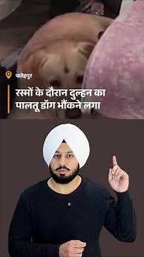 How a Dog's Bark Stopped a Wedding and Saved the Bride from a Big Mistake