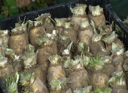 Forcer les endives : guide pratique pour réussir votre récolte !