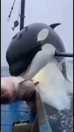 Orca vs Crane Predator Steals Grouper and Boards the Boat 😱