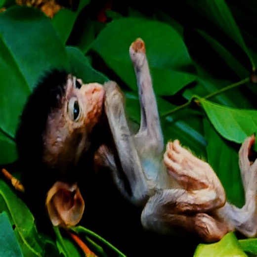 4K views · 547 reactions | Milliontouching heart poorly handicap baby monkey crying hungry #monkeybaby | Avata Monkey II | Facebook