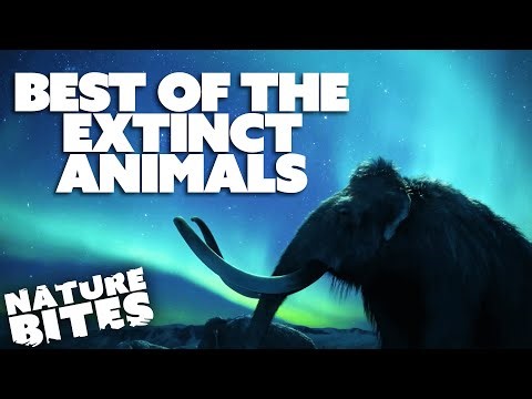 Best of the Extinct Animals ft. David Attenborough | Nature Bites