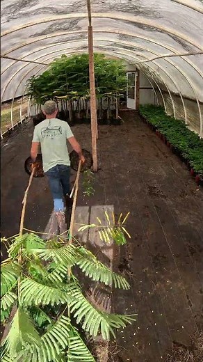 Royal poinciana / delonix regia harvest and winterizing #gulmohar #flamboyanttree