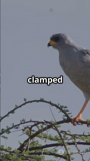 How Do Birds Sleep on Branches Without Falling Off?