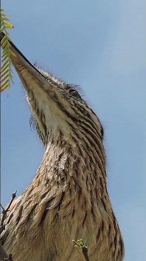 Greater Roadrunner(Geococcyx Californianus) in a Tree