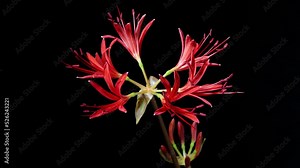 Time lapse footage of red Lycoris radiata spider lily magic lily equinox flower or higanbana growing blossom from bud to full blossom isolated on black background, 4k video, close up b roll shot.