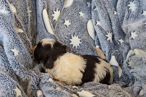 Smore - Shih-Poo Puppy 8375C7