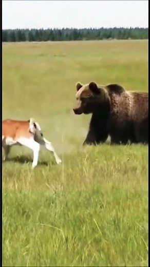 Bison saves calf from Bear!