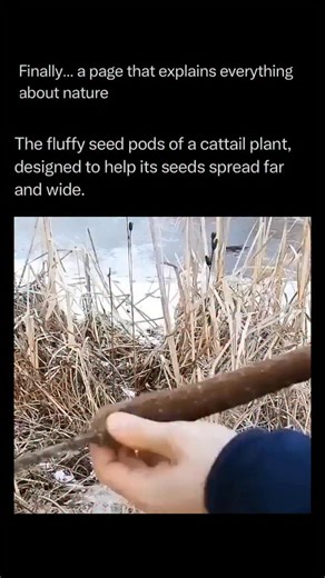 Nature Animals Plants Geography on Instagram: "Follow @explainingthewild for the best nature, animal, planet, and geography content The volume of fluff exploding from a single cattail plant is one of nature’s most impressive displays of reproductive excess. While it might look like a simple “hot dog on a stick,” that brown, velvety spike is actually a densely packed fortress containing an average of 220,000 minute seeds. In some larger species, a single head can hold up to 268,000 individual see