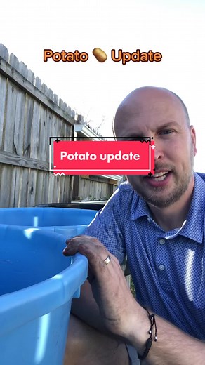 Potato Growing Update in Containers