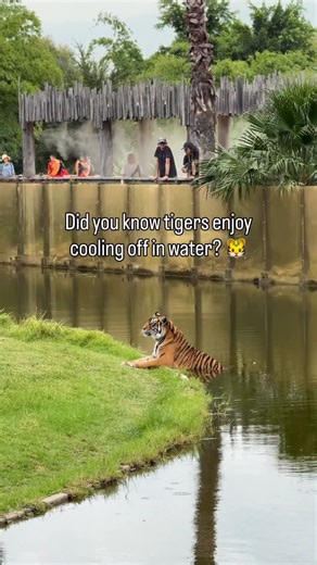 Who else enjoys a swim? 🐯 #tiger #sydneyzoo #sydney #zoo #westernsydney | Sydney Zoo