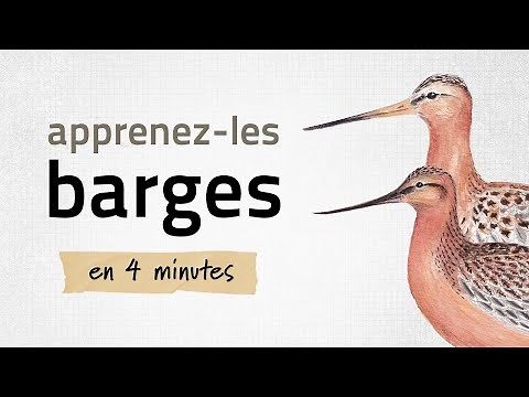 Identifiez les barges | Apprenez-les tous #6