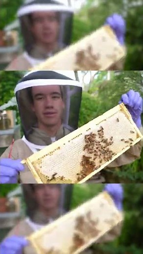 How do bees make Honey?