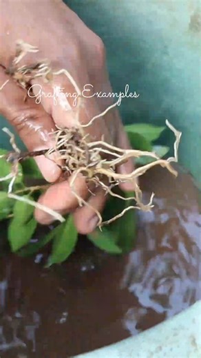 Simple Gardening Ideas | Grafting Examples
