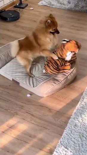 Why does my dog hump his toy ?