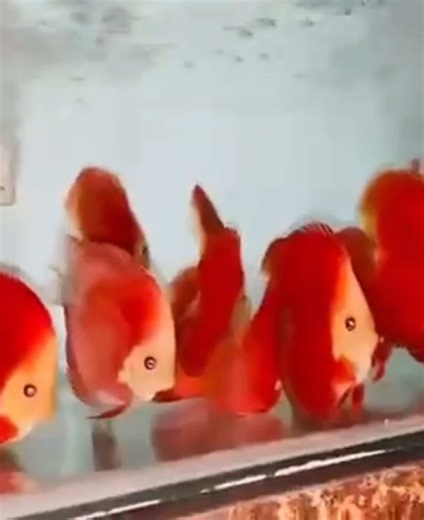 MOAquatics on TikTok