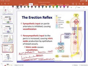04 Erection and Ejaculation