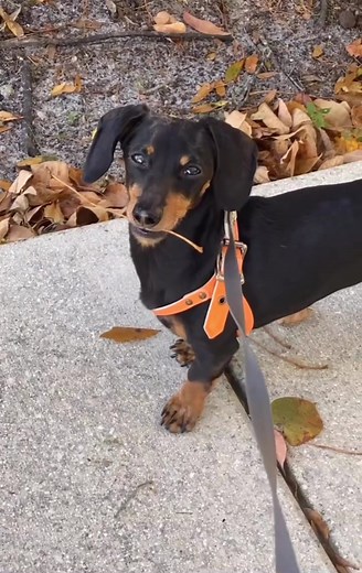 “Ok I know this one was pretty pathetic (wasn’t even a stick, was a leaf stem), but I’m keeping it anyway” ~ Crusoe
