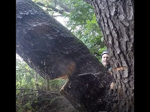 HOW AND WHEN TO BORE CUT, FALLING TREES