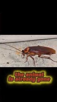 Cockroaches Don’t Feel Pain Like Humans