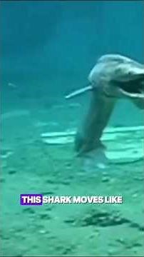 Frilled Shark — The Eel That Became a Shark (80 Million Years UNCHANGED)
