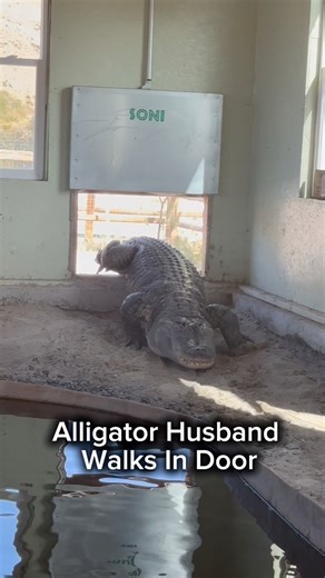 828K views · 26K reactions | Alligator Husband Walks In Door (Wife’s Reaction) | Corbin Maxey | Facebook
