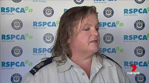 The RSPCA South Australia has revealed shocking details of abused animals left to starve in backyards across the state. www.7NEWS.com.au #RSPCA #7NEWS | 7NEWS Adelaide