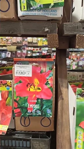 ДАРВИН, 37км Ленинградского шоссе: огромный ассортимент луковиц лилий из Голландии.