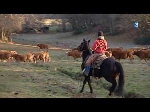 Creuse : un éleveur en mode "cow-boy" pour mener son troupeau
